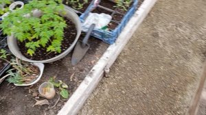 Деление и выкапывание хризантем