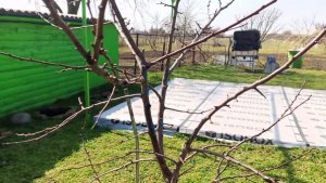 Обрезка абрикоса. Весенние будни на кубани.