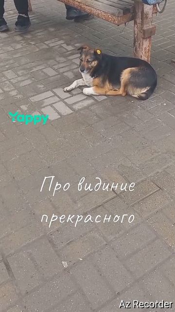 #дниношерстнаянемецкаяовчарка #немцкаяовчарка #брэд #краш #желайтесмело #мойпитомецзвезда #любимаясо