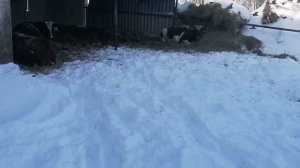Обзор хозяйства: Куры, куры-молодки, свиньи, бычки и коровы / Больше 150 кур / Яйценоскость зимой