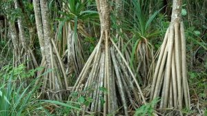 АМАЗОНКА 13 ФЕНОМЕНОВ