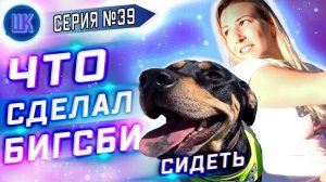Все серии ! / Обучили американку управлять русским псом! Что вышло? / Шоу Крумана #39