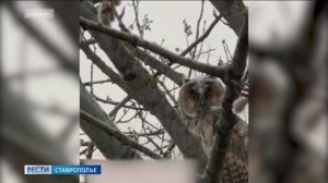 На Ставрополье дикие пернатые потянулись к людям