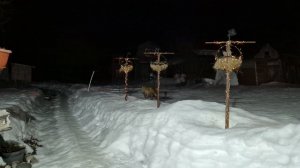 (1245) Лиса приходит втгости. Март 2026