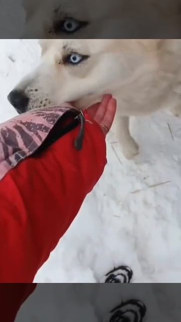Уфа, Башкирия
Попал в отлов вот  такой хаски!💔Потрясающе красивый ! Породистым собакам не выжить