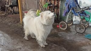 ЗВЕРОМИКС - 2026