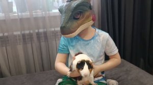 Морская свинка 🐹