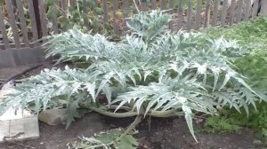 Опыт выращивания артишока