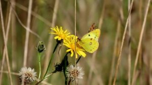 Персонажи апокалипсиса - песня