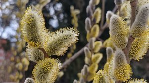 Анапа сегодня. 20 марта. Весна