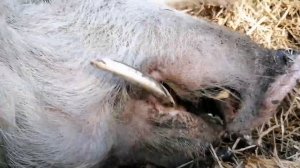 Мускусные утята больше 100 штук / Ручной кабанчик и три свинки