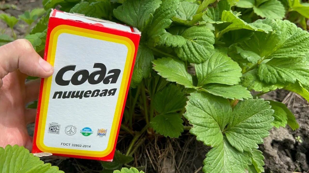 Возмутительное методы обработки клубники