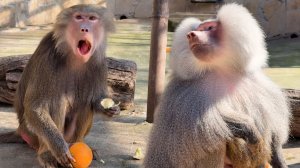 ВИРУС ЖЛОБЕО! Даже Елисей им заболел! Лида мастер делать фреш - Елисей, подставляй рот!