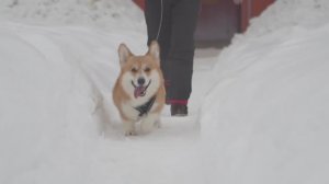 Известия. Владимир: Друзья в доме -  Корги Дрессел