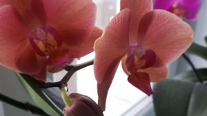 Народные методы борьбы с черными мошками (сциаридами) в комнатных растениях