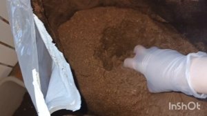 Распикировала перцы. Немного не рассчитала 🤣