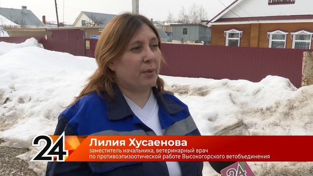 Регистрация собак в Высокогорском районе: как чипируют животных и штрафуют хозяев смотреть онлайн