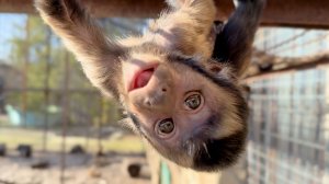 Что за шум, а драки нет?! Капуцины скандалят! Румба отщепенцев на потолок загнал! Неуловимый Вакула!