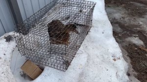 20.03.2026г Подсадные на продажу!!!+79298223260 Константин