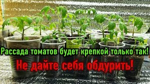 Только так рассада томатов станет крепкой и не вытянется.Бредовые рецепты из интернета не помогут!