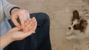 Дрессирую Джесю