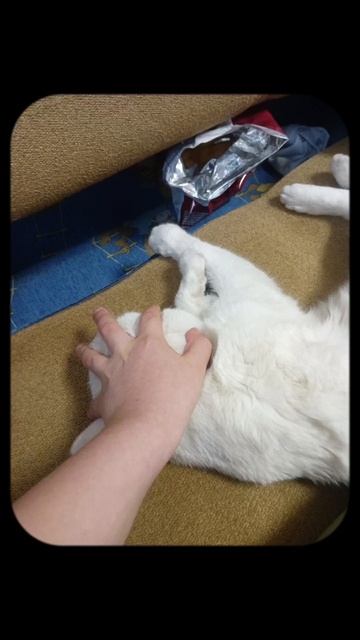 Эдит для кота тимы