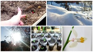 19 марта. Теплица- посеяла укроп и посадила лук. Обход сада.Рассадила часть томатов. Зацвел цитрус.