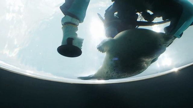 Мизоре мешает сотруднице Кайюкана убираться в аквариуме