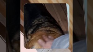 1000052818.mp4 (Собака наблюдает за устройством лестницы на 2-ой этаж в доме А-фрейм)