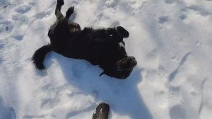 Барбосик чистит шубку и радуется весне!