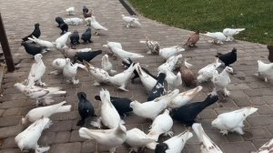 Андижанские голоби (молодняк)