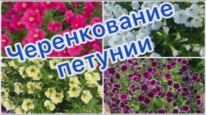 Черенкование петунии