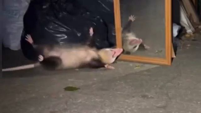 опосум увидел себя в зеркале и упал