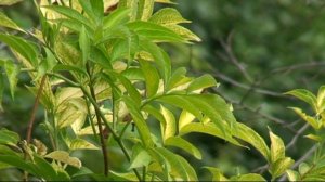 Paul Adams.September.