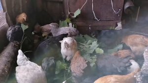 Мои трехмесячные цыплята (80 дней) / И маленькие цыплята / Бородатые, хохлатые, с оперннными ножками