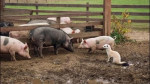 Разговоры с мошенниками. Перехват.