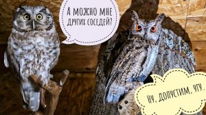 Совы не хотят делать ничего интересного для контенту. Сова Ёль требует еду, но немножко. Звуки сов