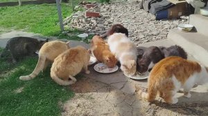 Кошки и Уголëк, 20 марта.