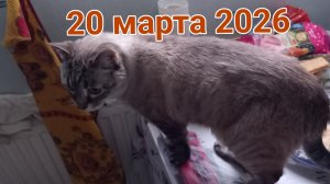 20 марта 2026. Великие Кухонные Диспуты. Туман...
