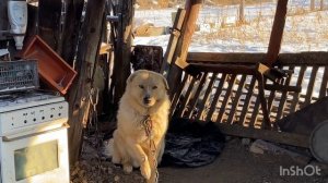 Ужас,собака моя на цепи