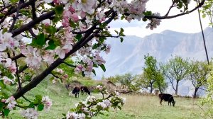 Прогулка в с.Гоор (новый) с видом на Бакдаб, Кахиб Дагестан май 2023