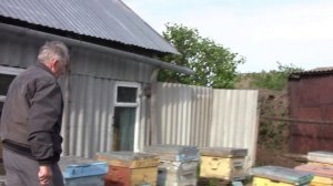 Пчеловодство на теплый занос . в Балаково у Александра Шувалова (Архив Май 2020)