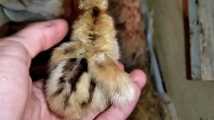 Квочка вывела цыплят