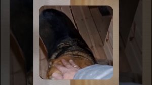 1000052808.mp4 (Собака наблюдает за устройством лестницы на 2-ой этаж в доме А-фрейм)