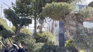 Олива EUROPAEA, RETE 200-250