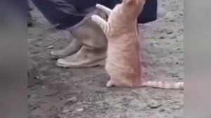 Кот матроскин в реальной жизни😂😅