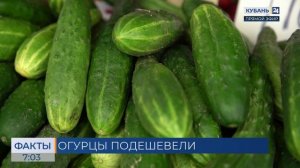 Стоимость огурцов снизилась почти на четверть в России