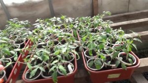 ПОСЕВЫ 2026-83. Первые закаливания рассады томатов нужно проводить осторожно!