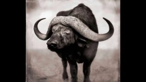 "Чёрно-белая Африка". Фотохудожник Ник Брандт (Nick Brandt).