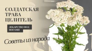 СОЛДАТСКАЯ ТРАВА ЦЕЛИТЕЛЬ